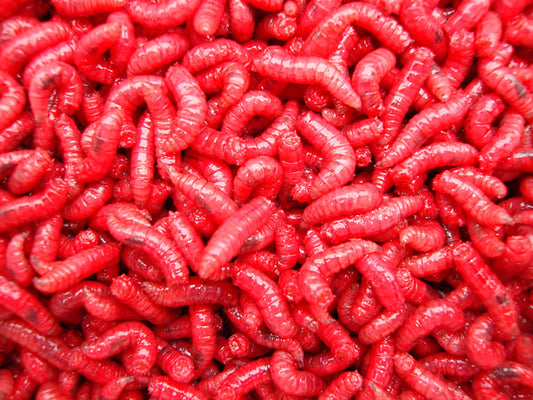 Wholesale Maggot Delivery in Yorkshire: Areas, Prices and How to Order