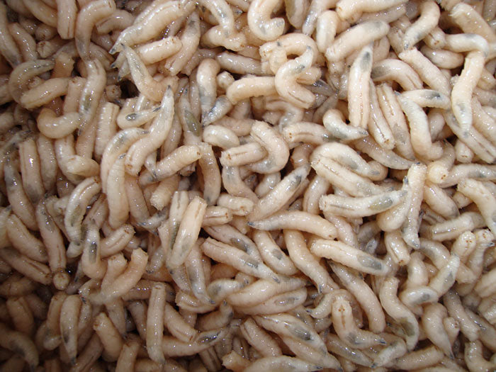 Maggots – Fresh Live Fishing Bait