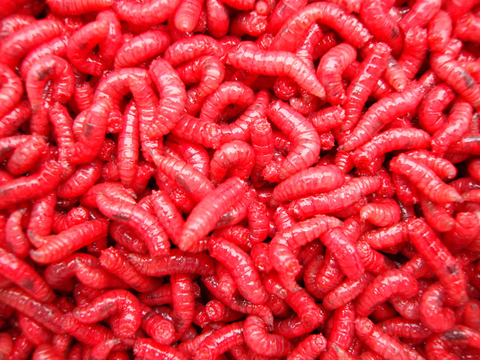 Maggots – Fresh Live Fishing Bait