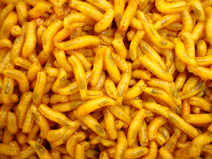 Maggots – Fresh Live Fishing Bait