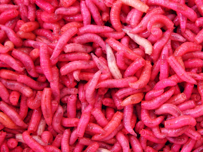 Maggots – Fresh Live Fishing Bait