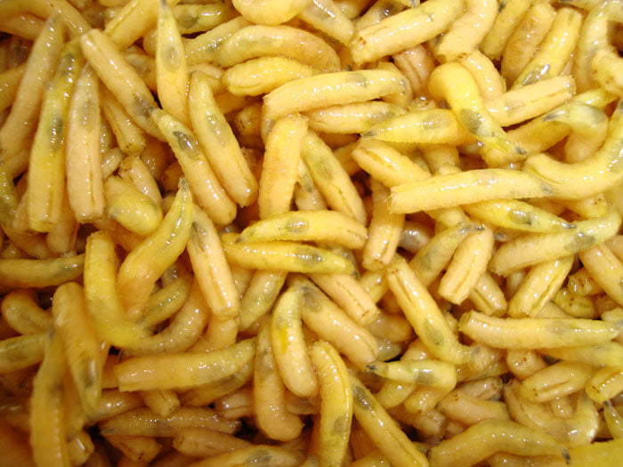 Maggots – Fresh Live Fishing Bait