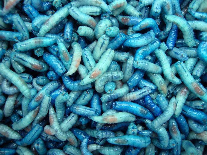 Maggots – Fresh Live Fishing Bait