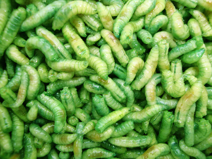 Maggots – Fresh Live Fishing Bait