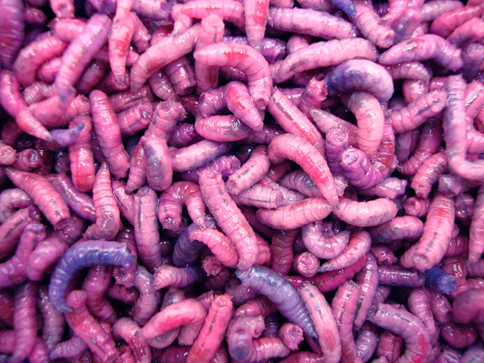 Maggots – Fresh Live Fishing Bait