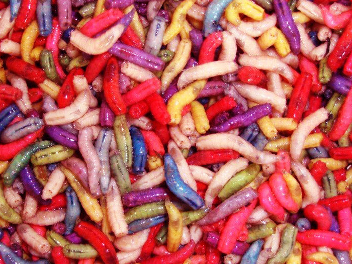 Maggots – Fresh Live Fishing Bait
