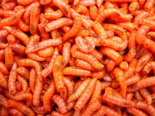 Maggots – Fresh Live Fishing Bait