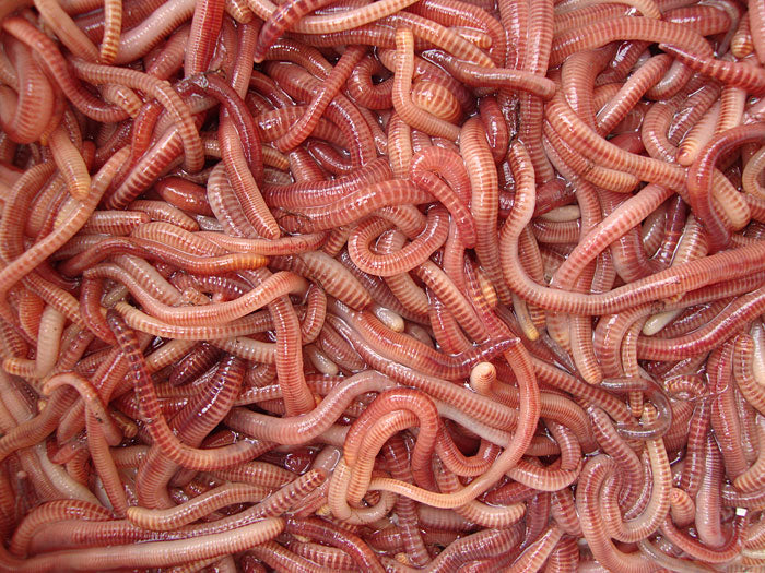 Maggots – Fresh Live Fishing Bait